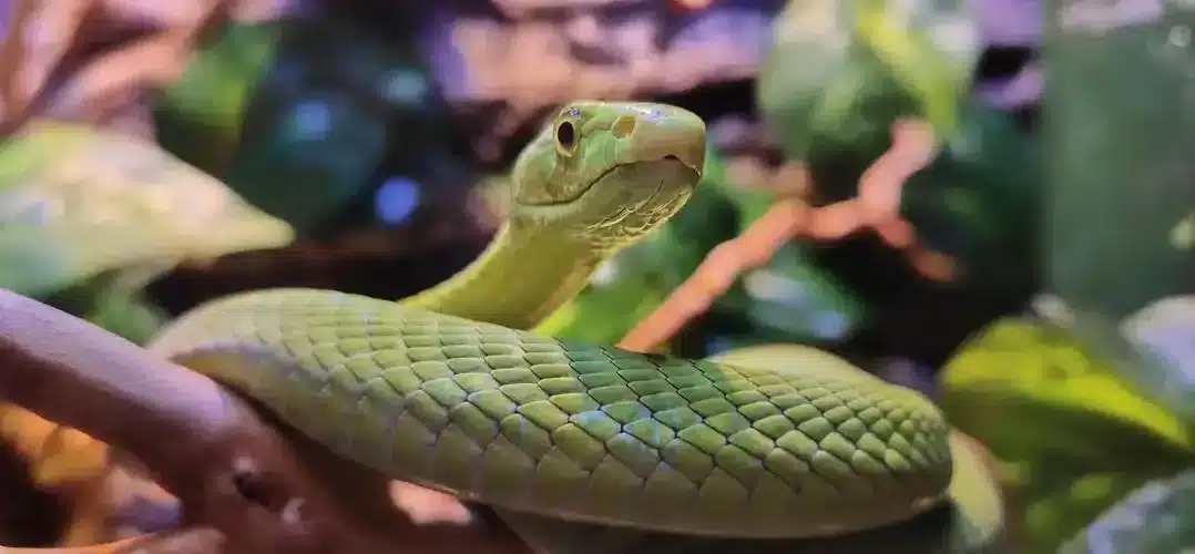 огненная змея