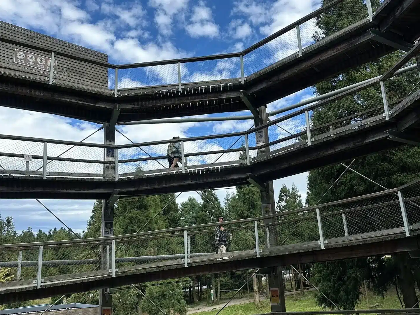 прогулка по верхушкам деревьев