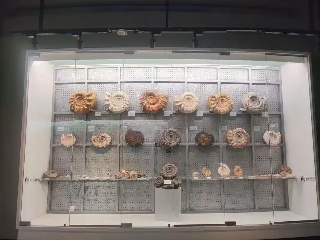 Музей ракушек в Даляне — Раковины в культуре человека