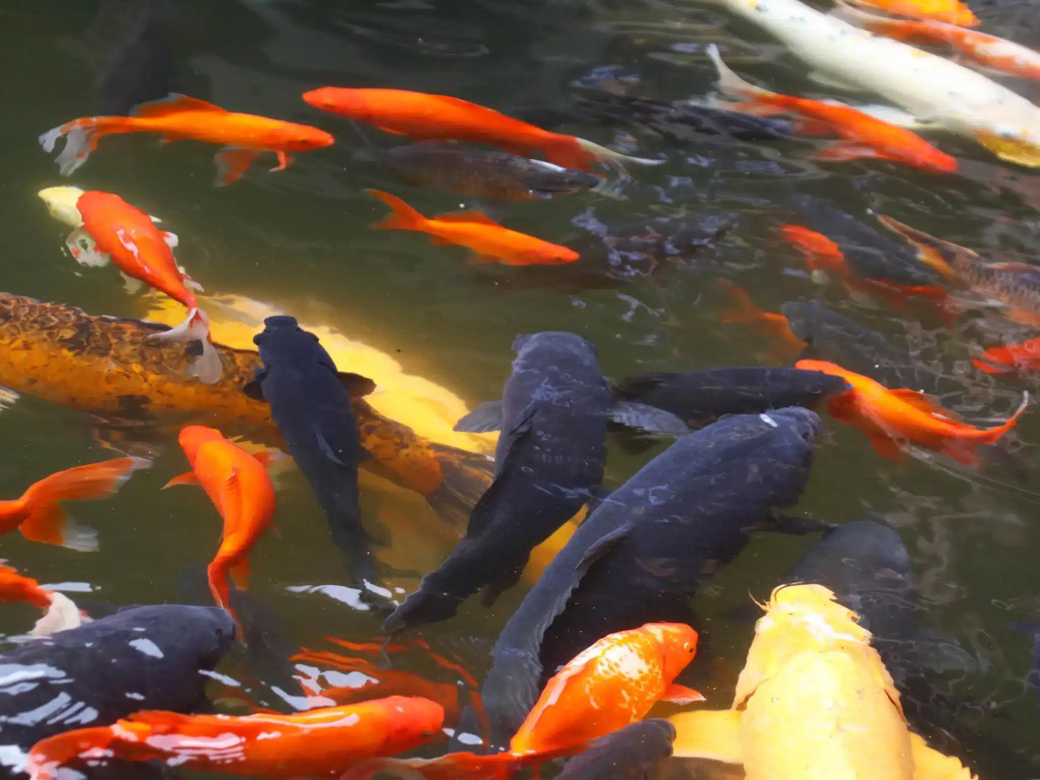 Золотая рыбка Остров