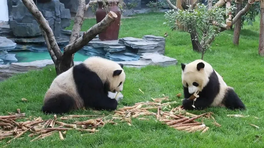 Пекинский зоопарк