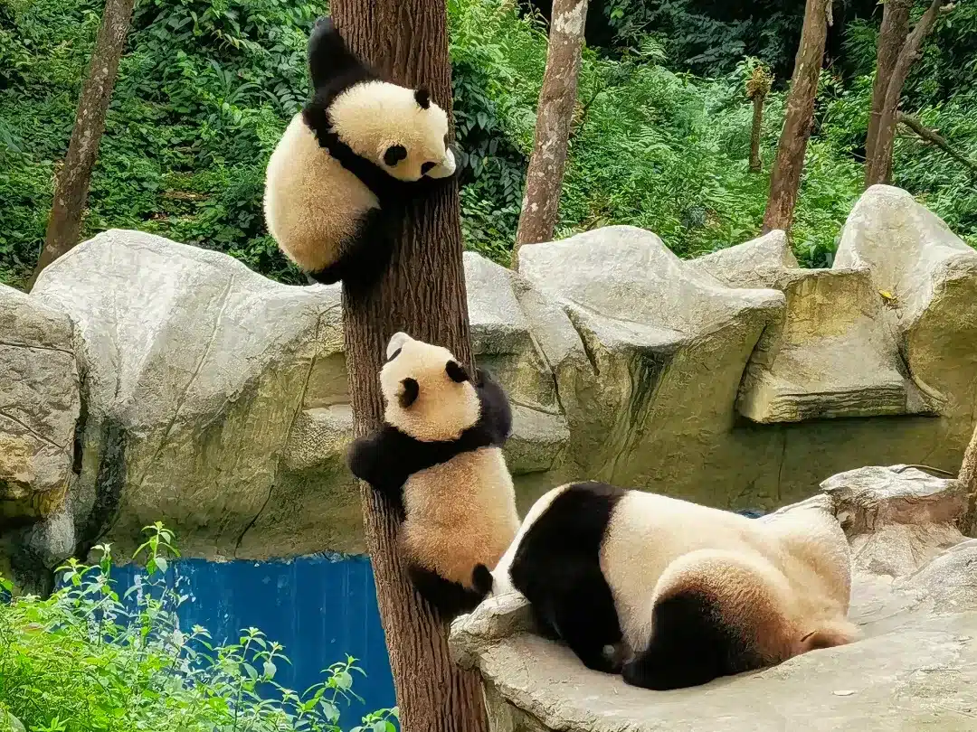 Туры в Китай из Санкт-Петербурга