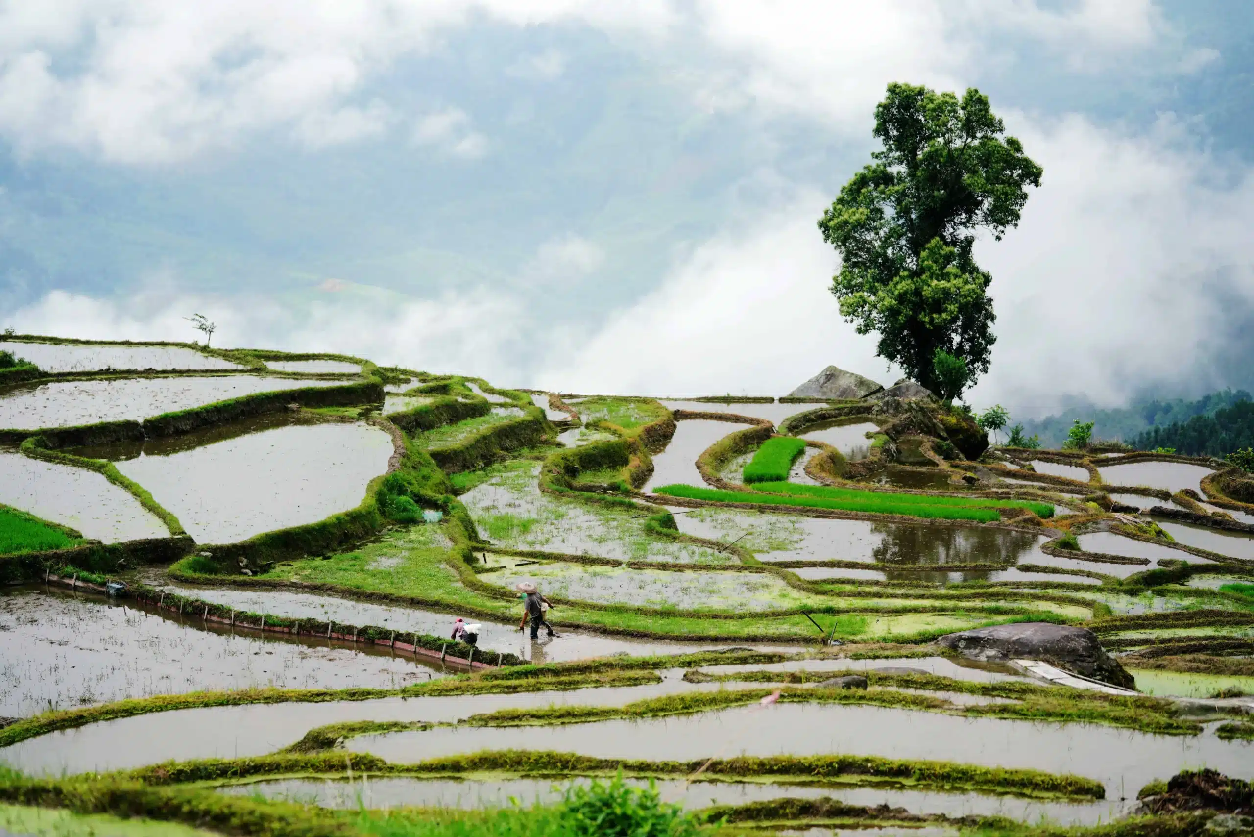 Рисовые террасы Лунцзи