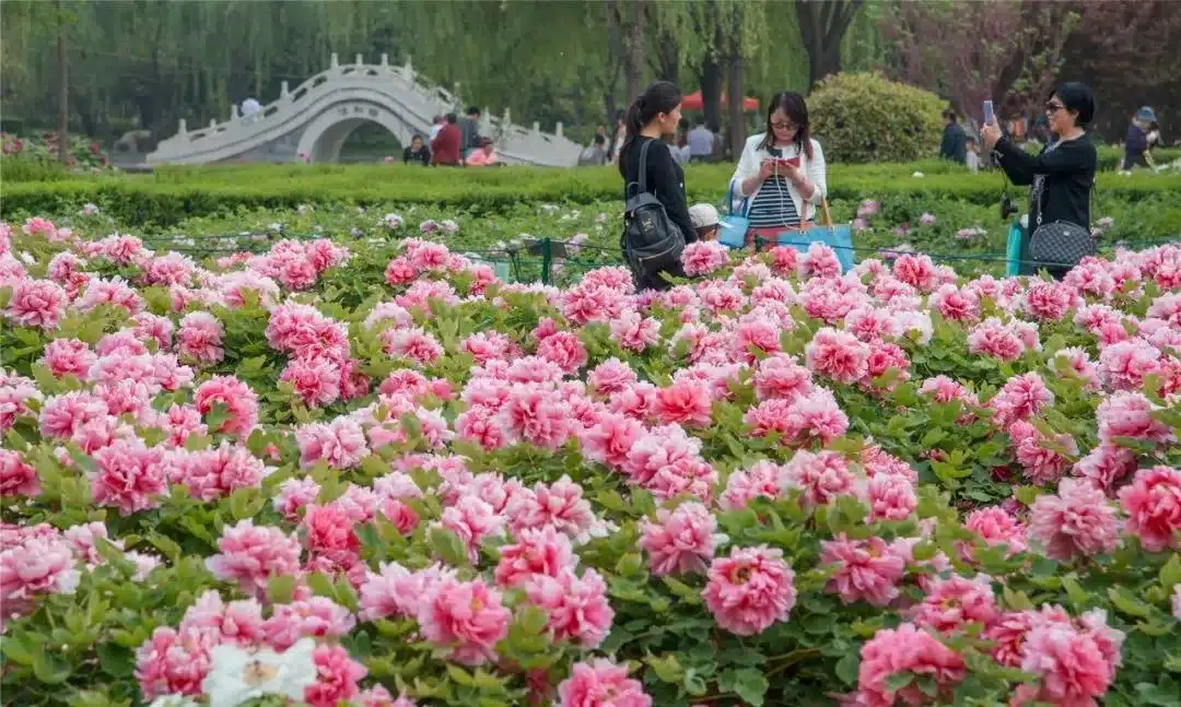 Пионы Лояна