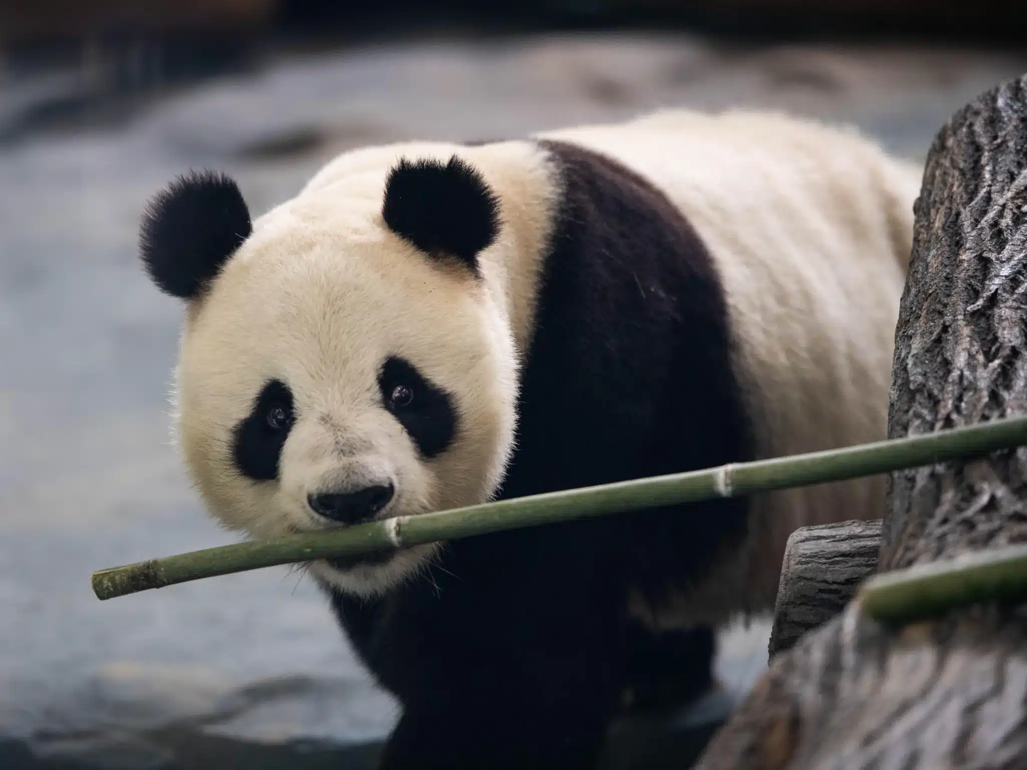 Павильон панд