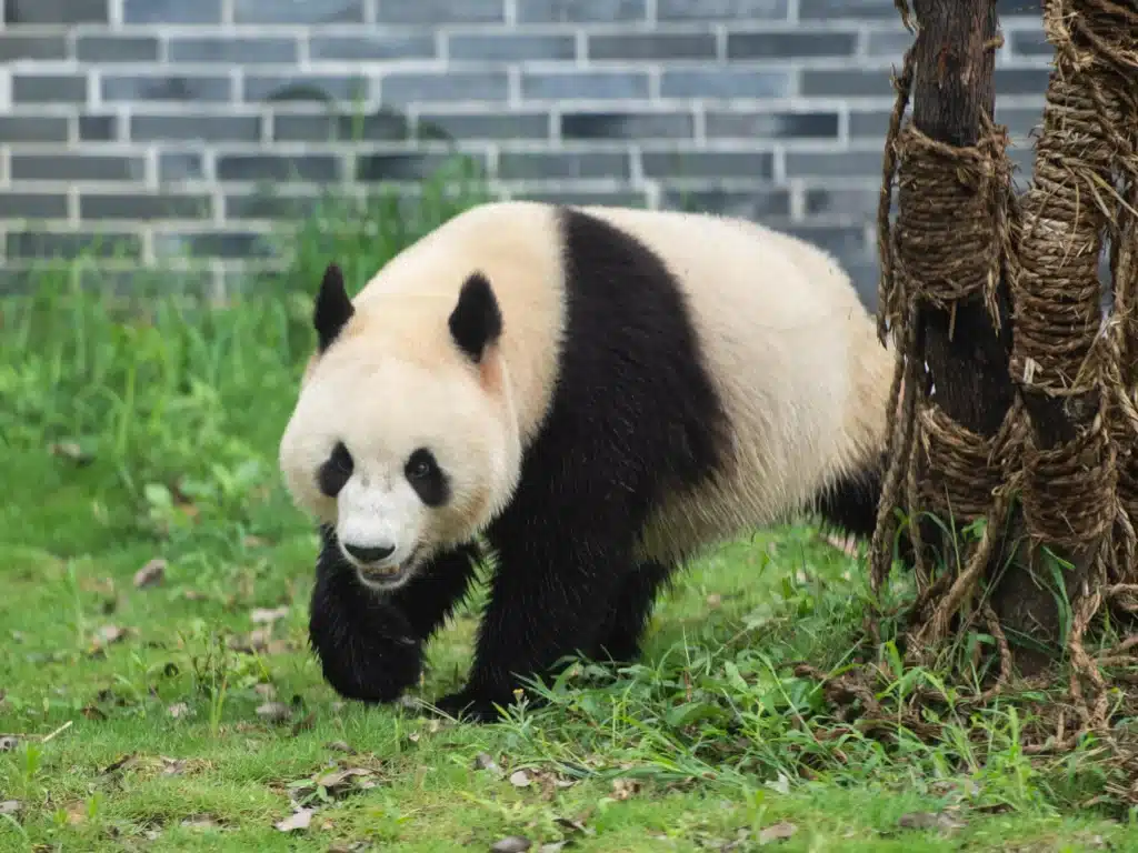 Китайский парк панд Фэнхуан