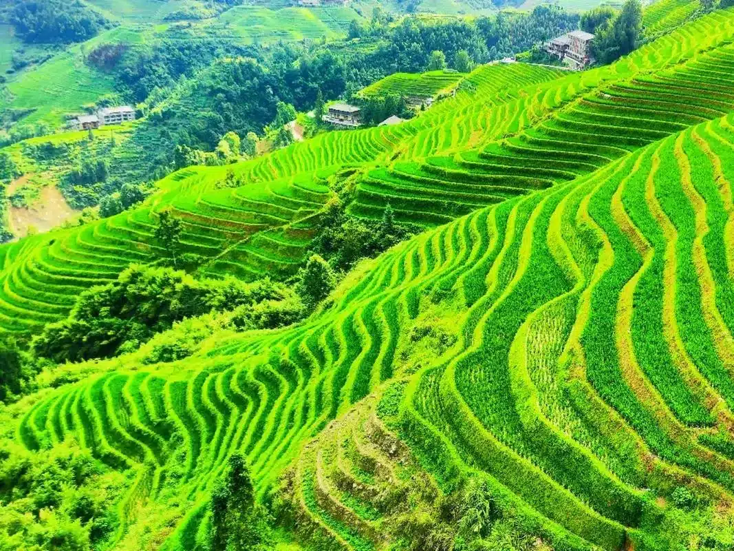 Тур Гуанчжоу-Гуйлинь-Фэнхуан-Чжанцзяцзе: Рисовые террасы Лунцзи