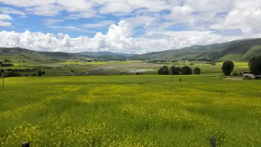 лето на Лугу Тагун