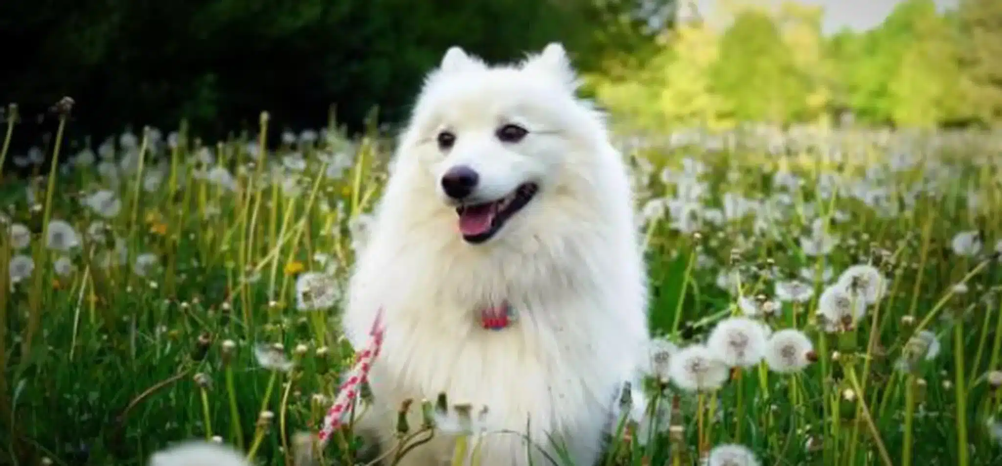 Деревянная Собака, китайский гороскоп