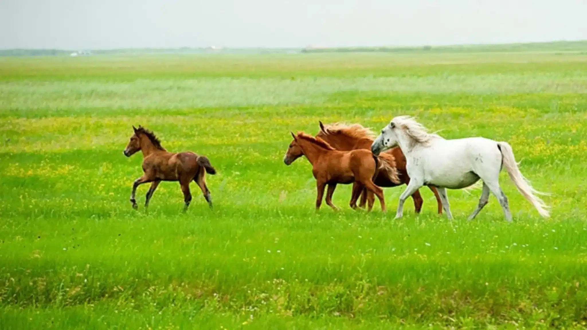 1978 год кого