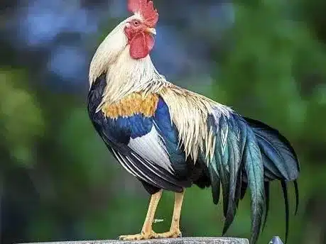 1993 год кого? Гороскоп 2026 для Петуха — Мужчина и Женщина