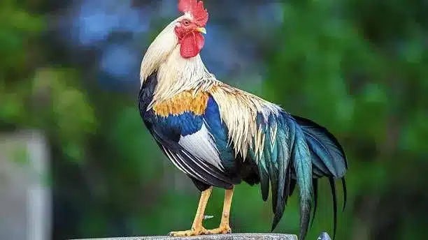 1993 год кого