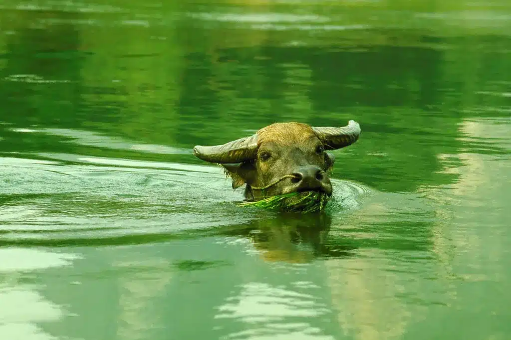 1973 год кого