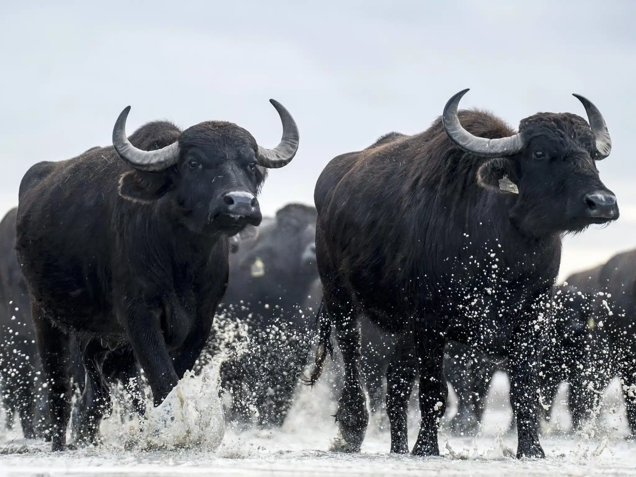 1973 год кого