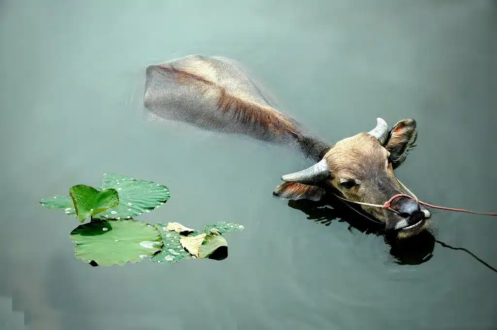 1973 год кого