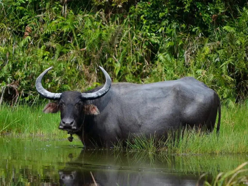 1973 год кого