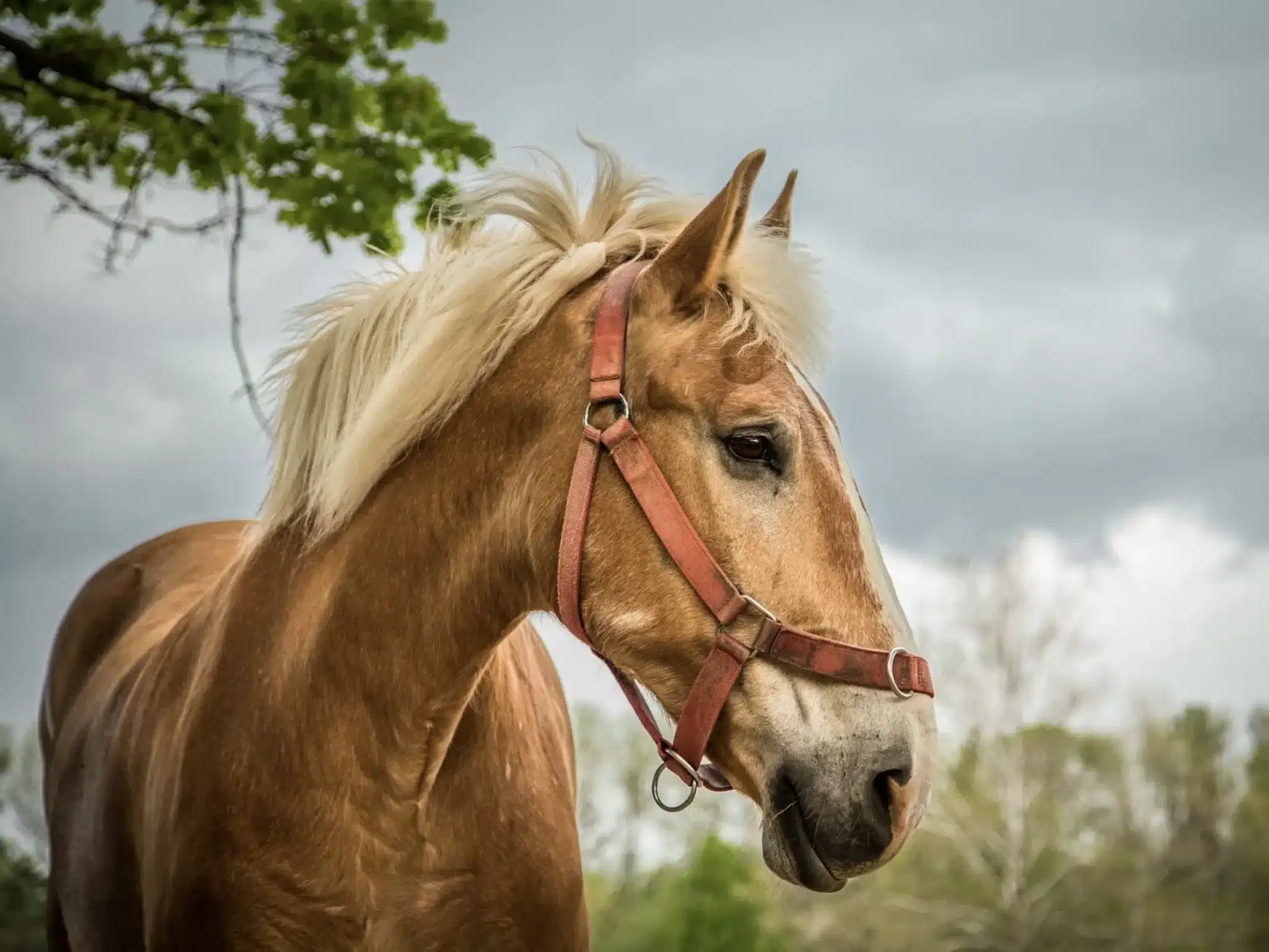 1978 год кого? Гороскоп Лошади на 2026 — Мужчина и Женщина