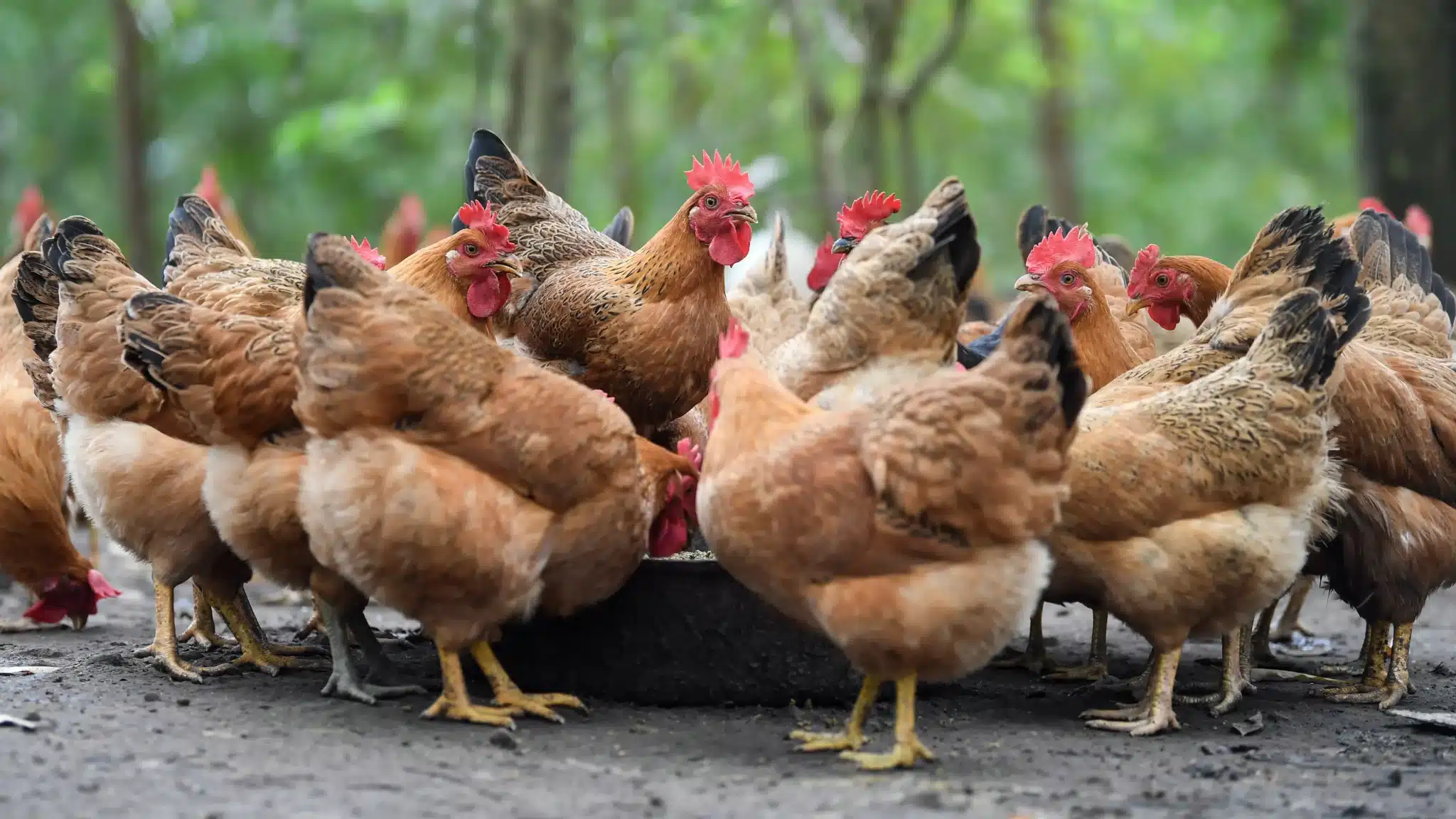 петухи, китайский гороскоп