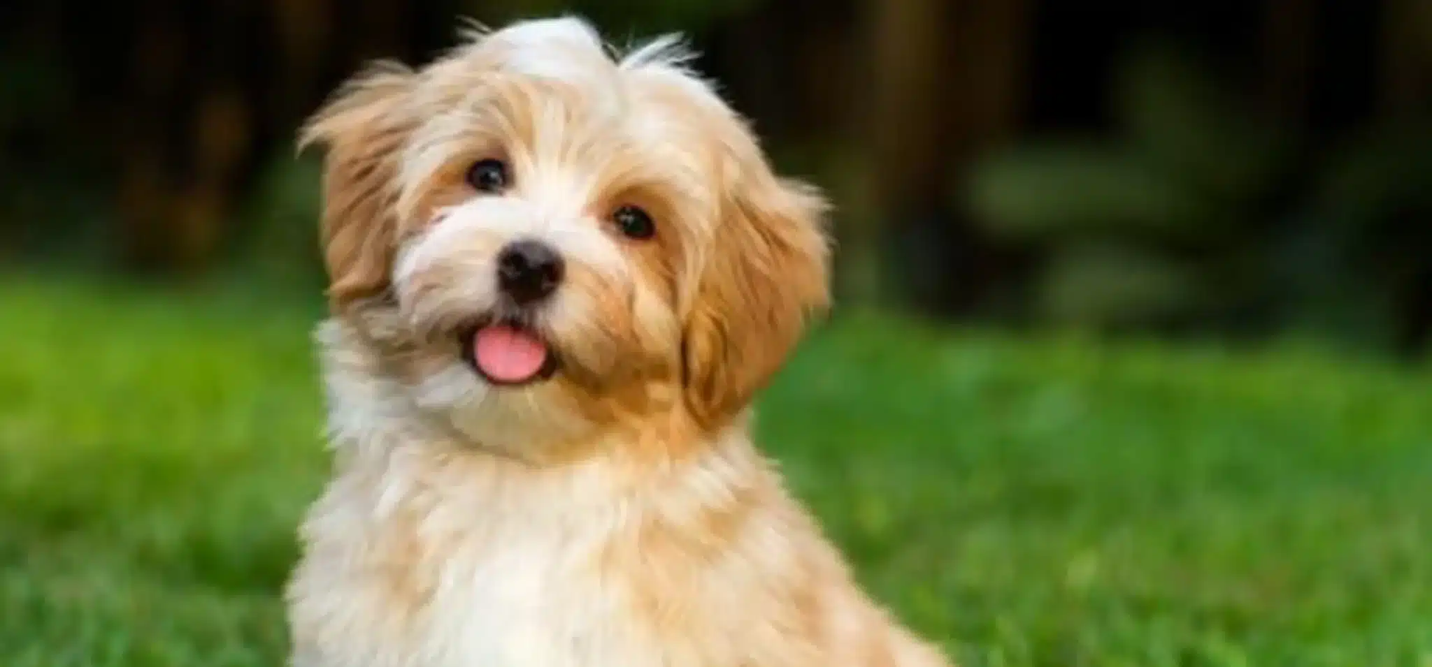 собака, китайский гороскоп