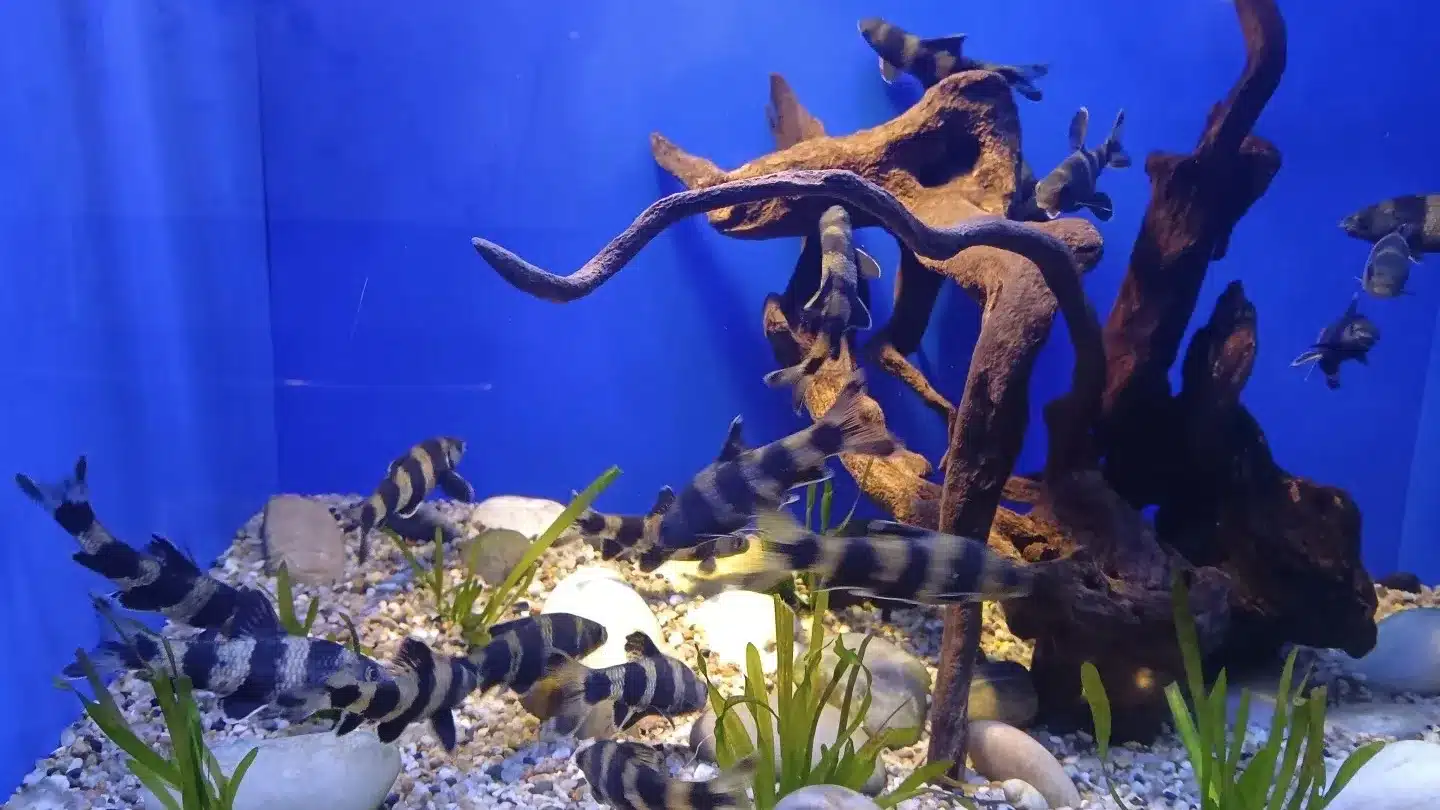 Австралийская зона