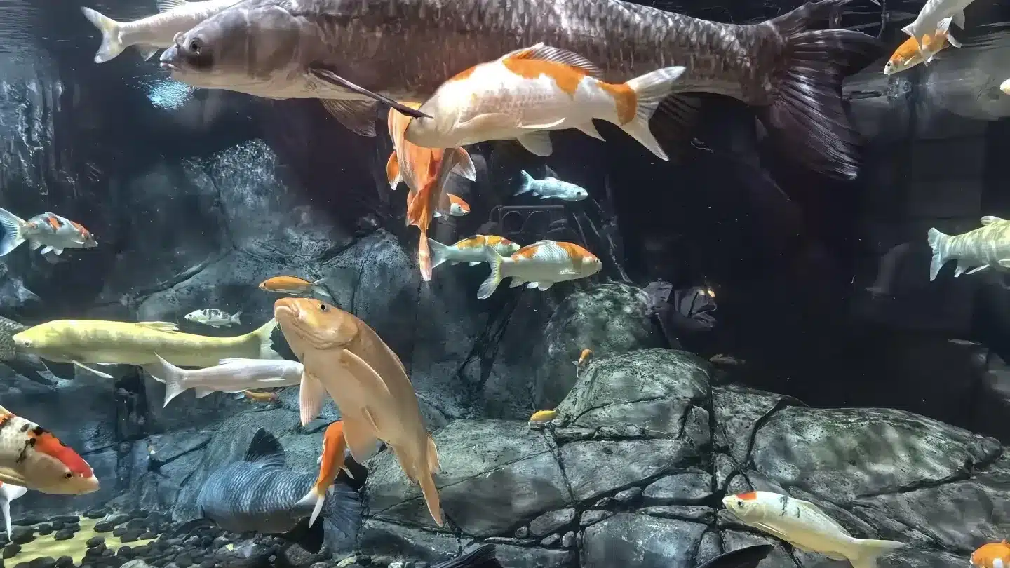 Китайская зона