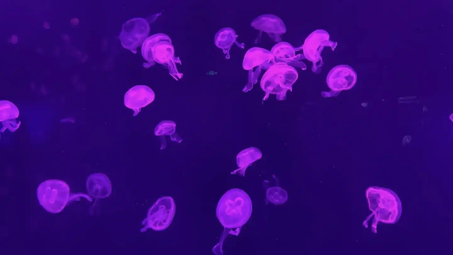 Прибрежная зона