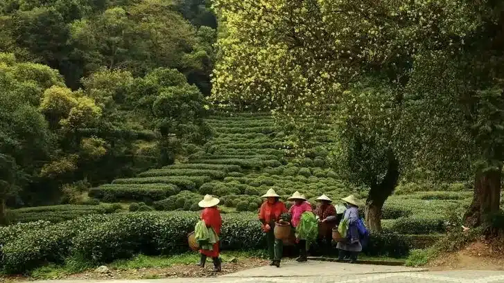 Чайная деревня Мэйцзяу в Ханчжоу