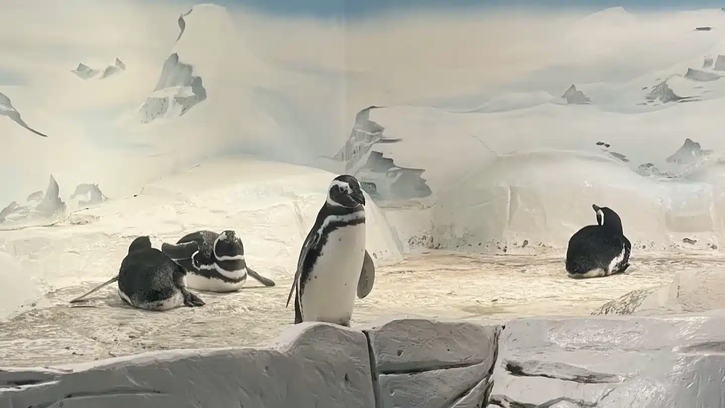 Полярная зона