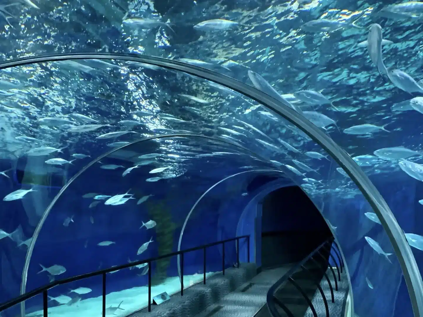 Шанхайский океанариум — подводный мир и экспозиции