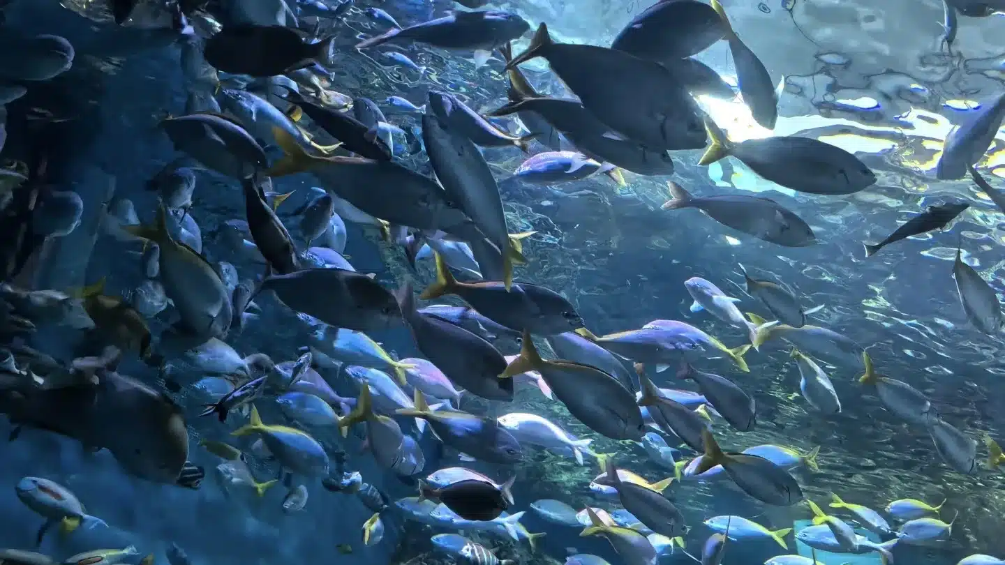 Африканская зона