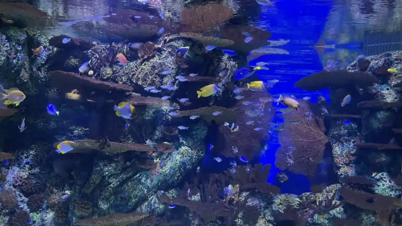 Австралийская зона в Шанхайском океанариуме