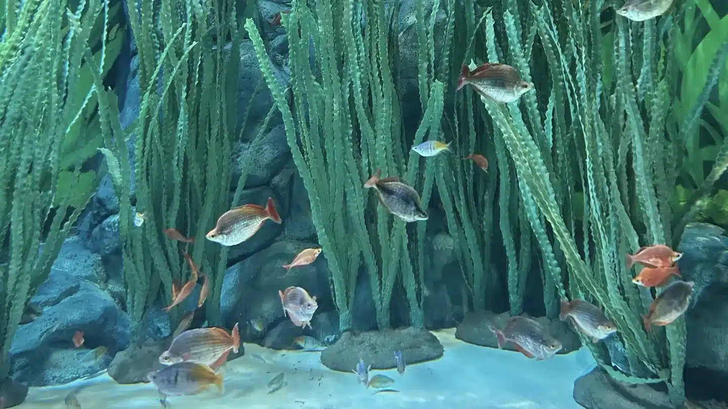 Китайская зона в Шанхайском океанариуме