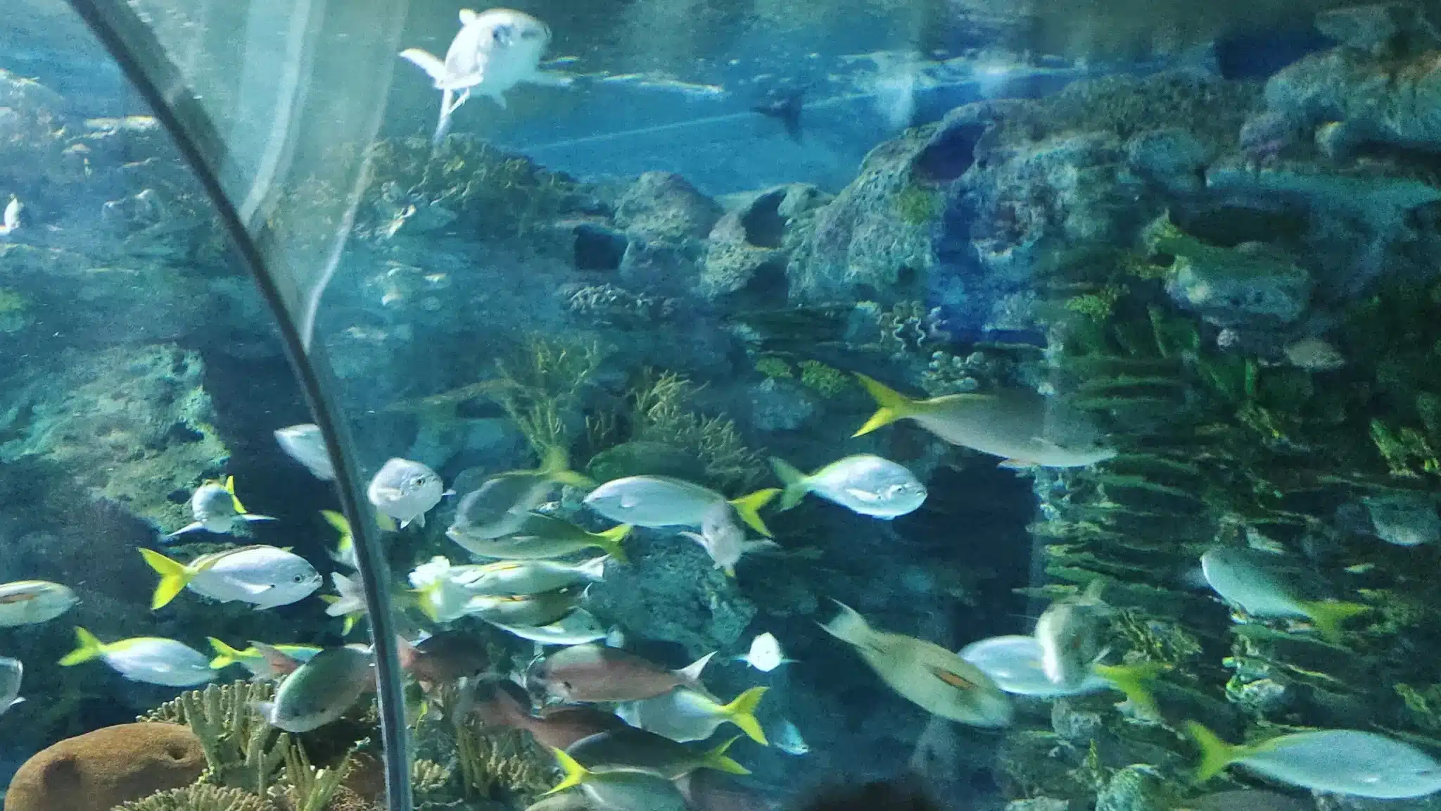 океанариум в Шанхае