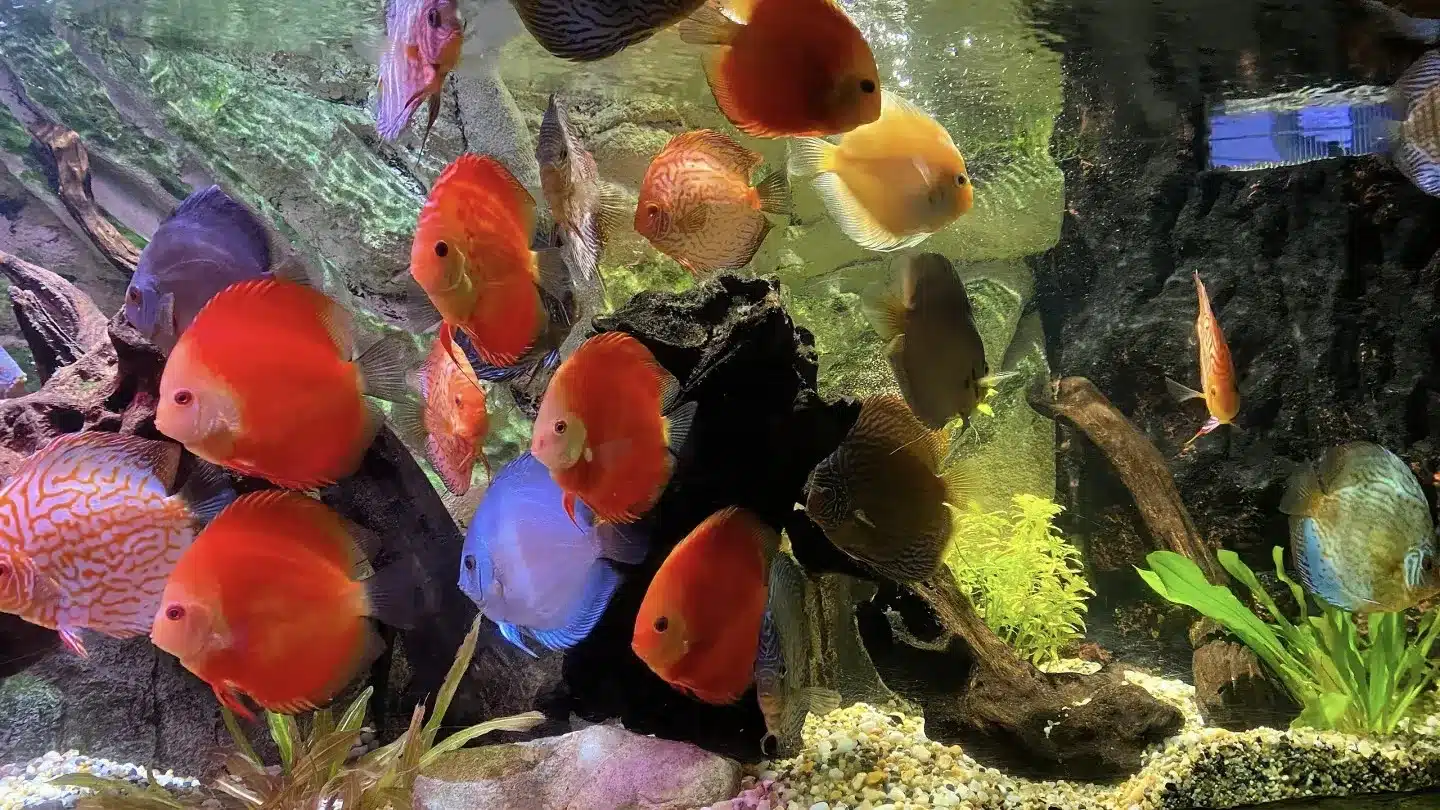 Зона Юго-Восточной Азии