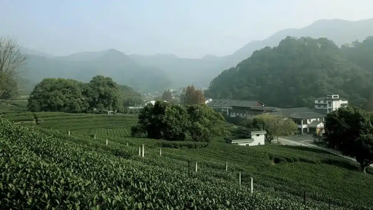 Мэйцзяу Чайная деревня в городе Ханчжоу