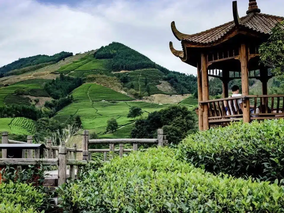 Чайная деревня Мэйцзяу — чайная культура и Лунцзин в Ханчжоу