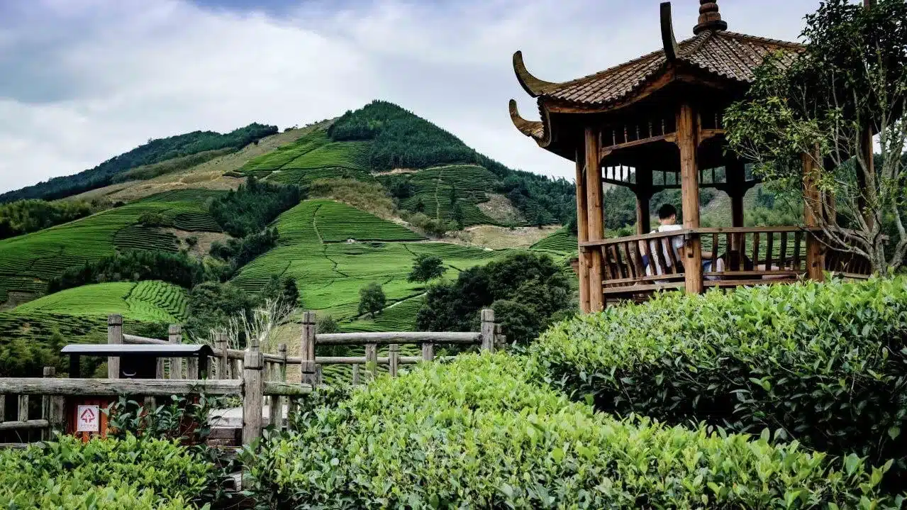 Чайная деревня Мэйцзяу, тур в Ханчжоу