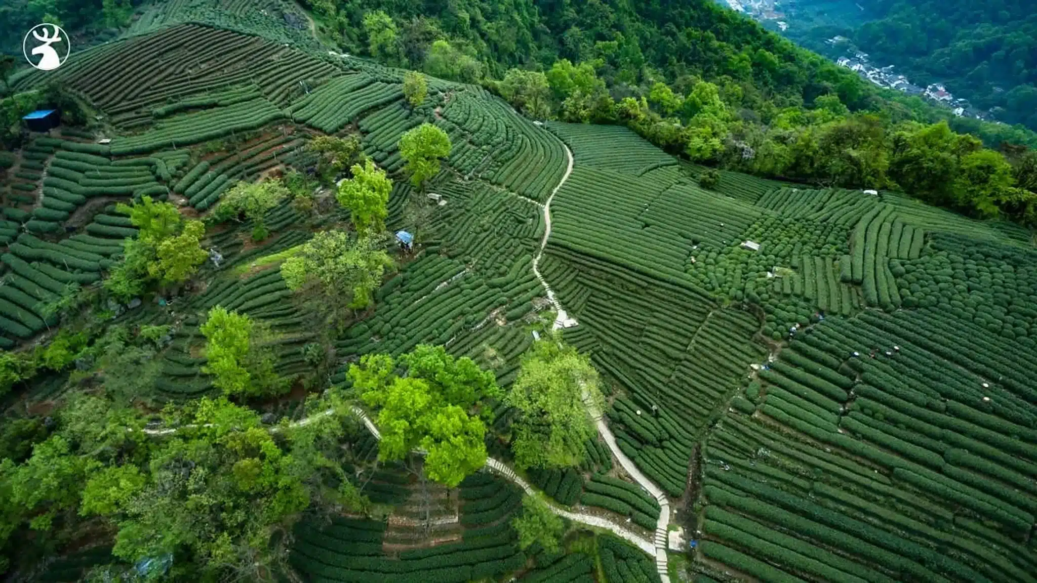 Чайная деревня Мэйцзяу
