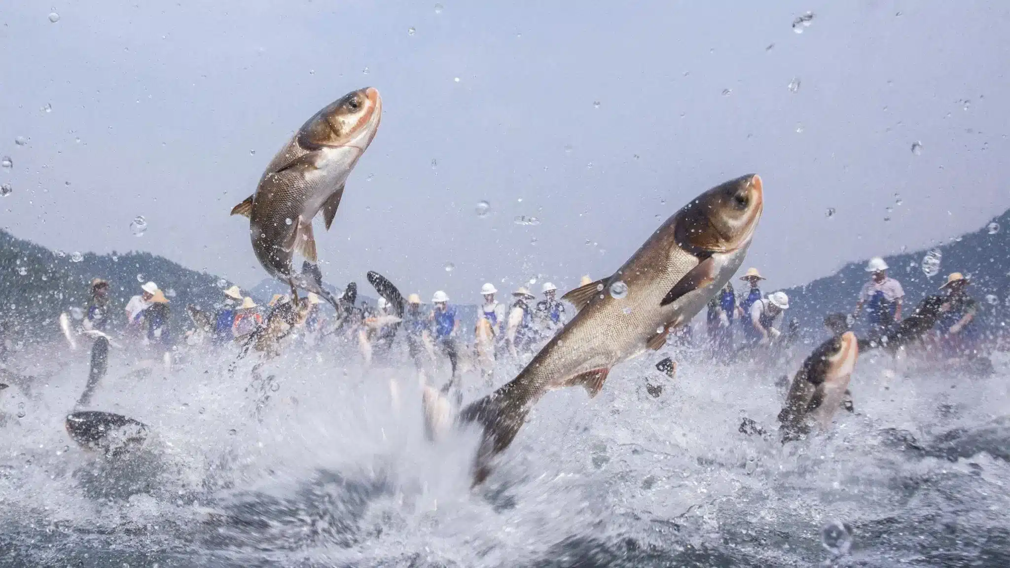 рыбы из озера Цяньдао