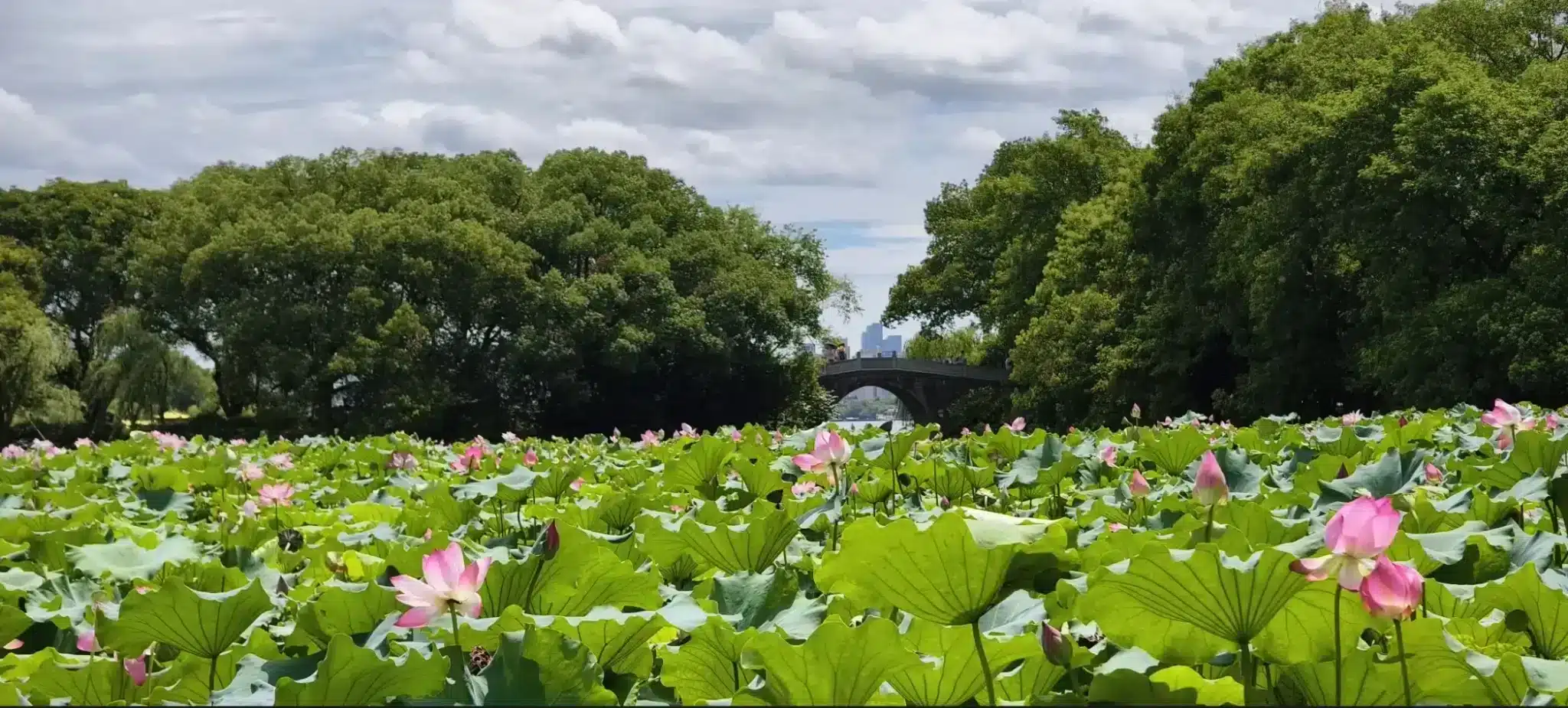 листья лотоса на пруду