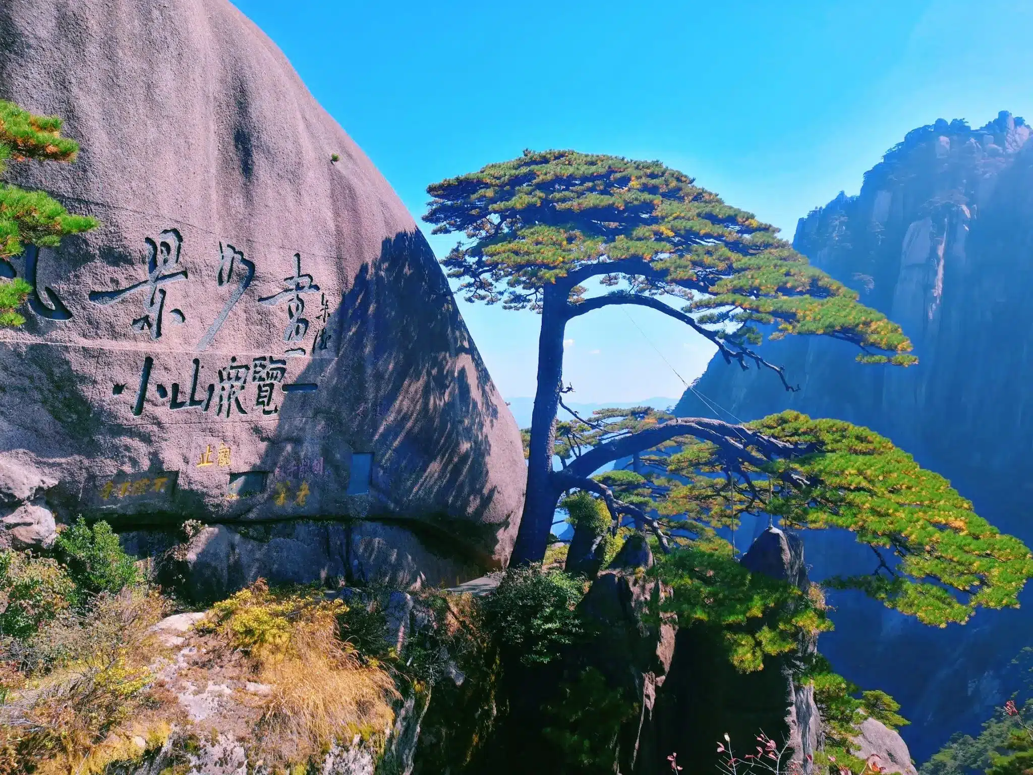 сосна, приветствующая гостя