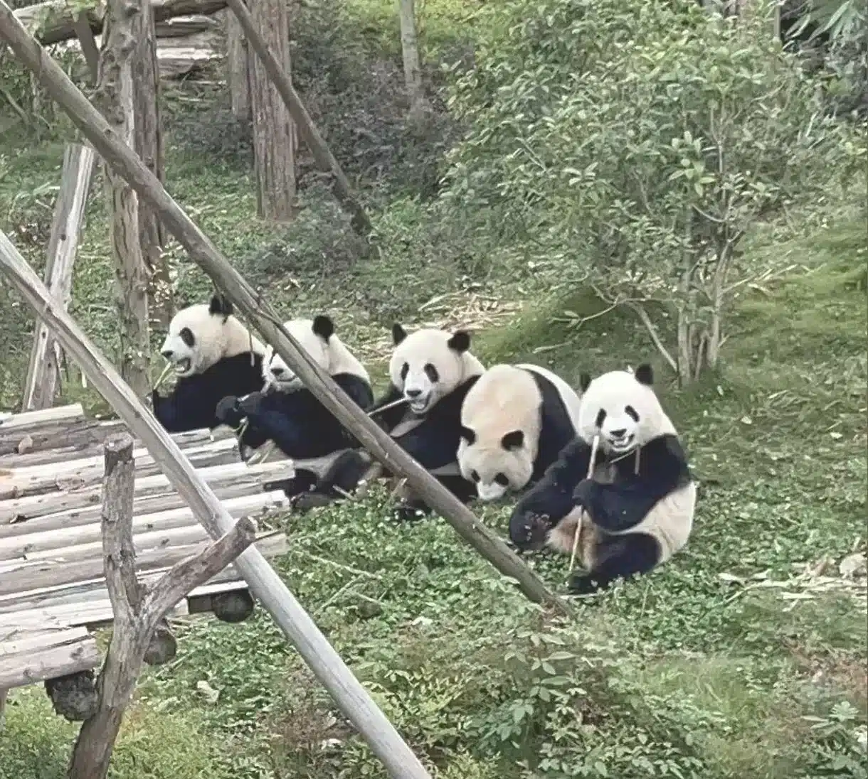 тур Чэнду-центр панд