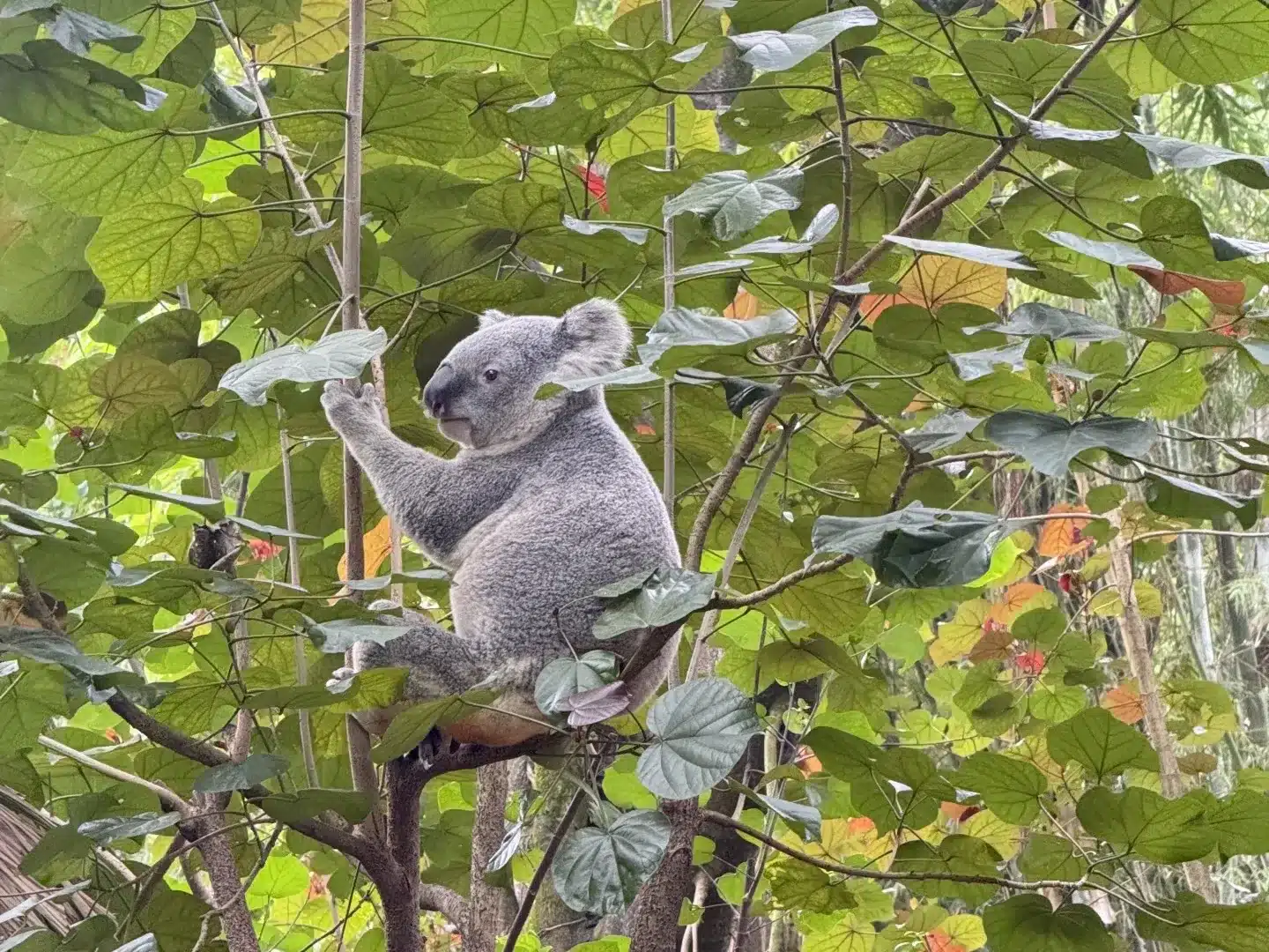 Сафари-парк Чимелонг, тур в Гуанчжоу