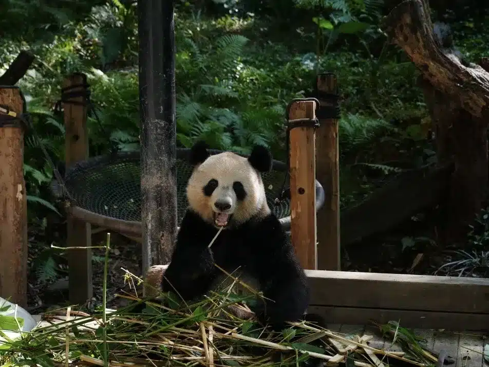 Сафари-парк «Чимелонг»