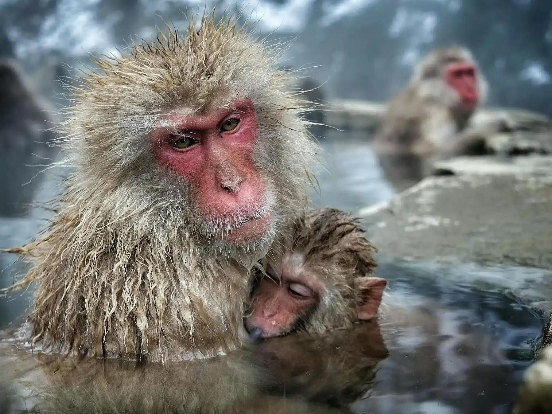 1992 год кого