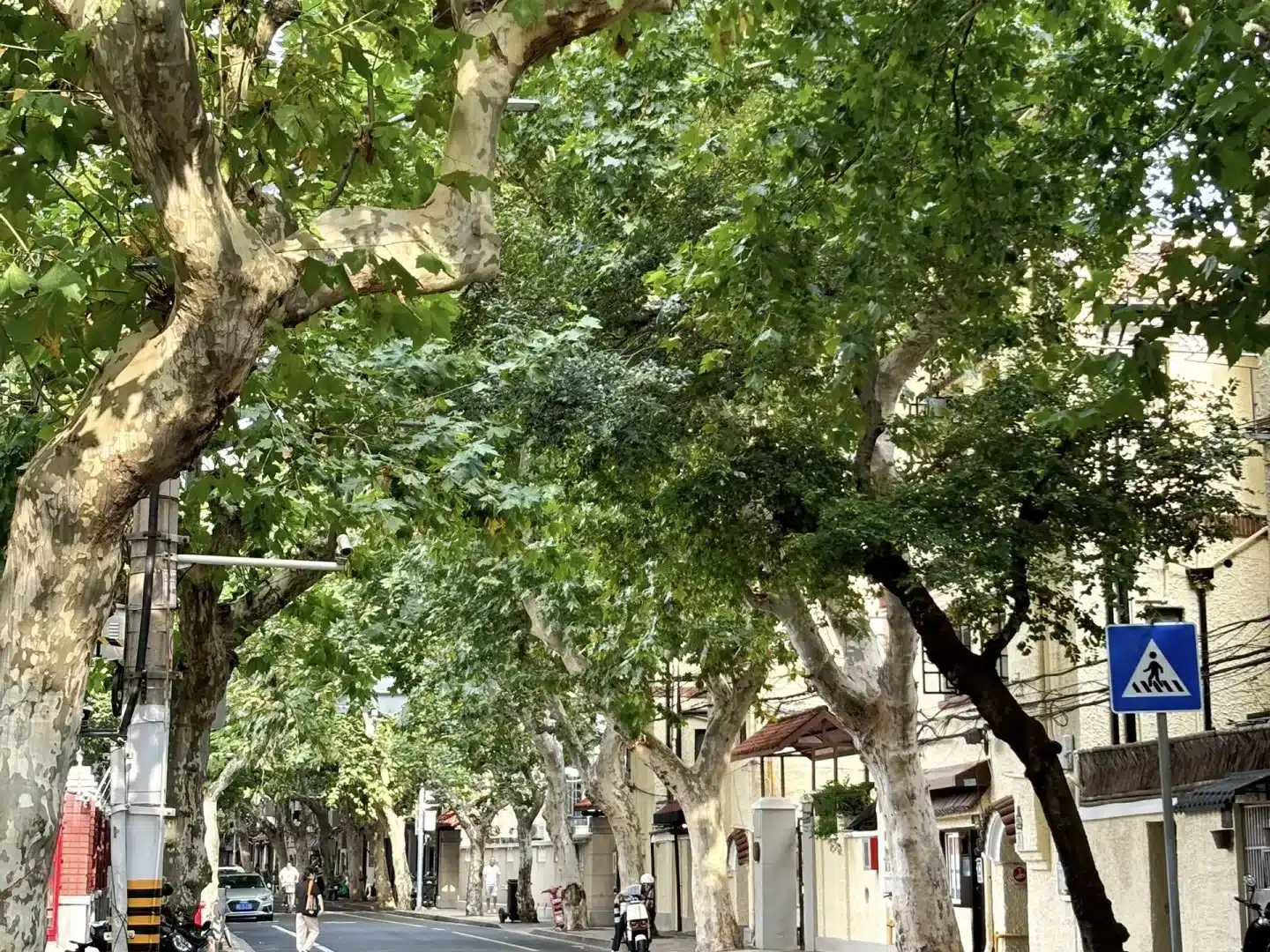 великолепные аллеи