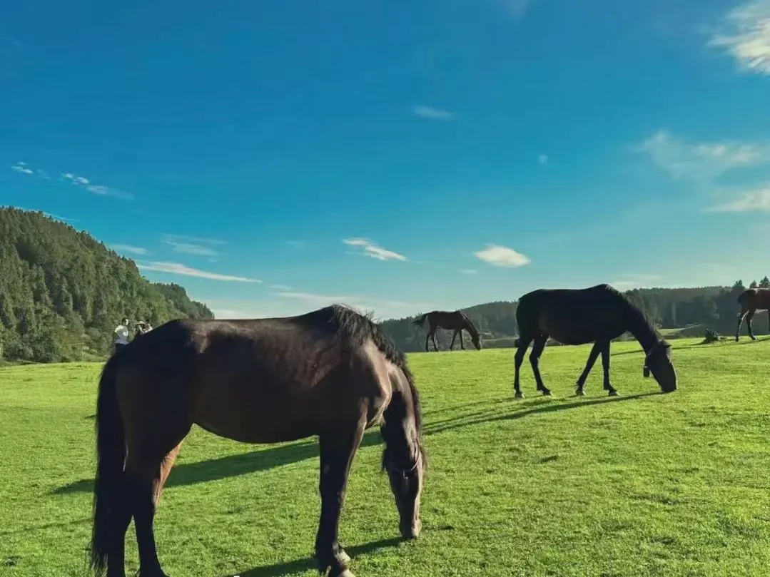Национальный лесной парк Сяньнюшань
