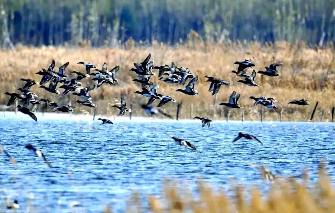 Заповедники перелетных птиц Желтого и Бохайского морей (фаза I)