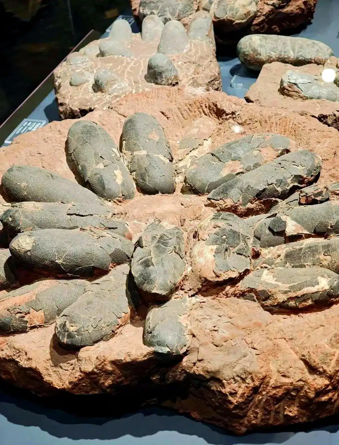 Место окаменелостей Чэнцзян