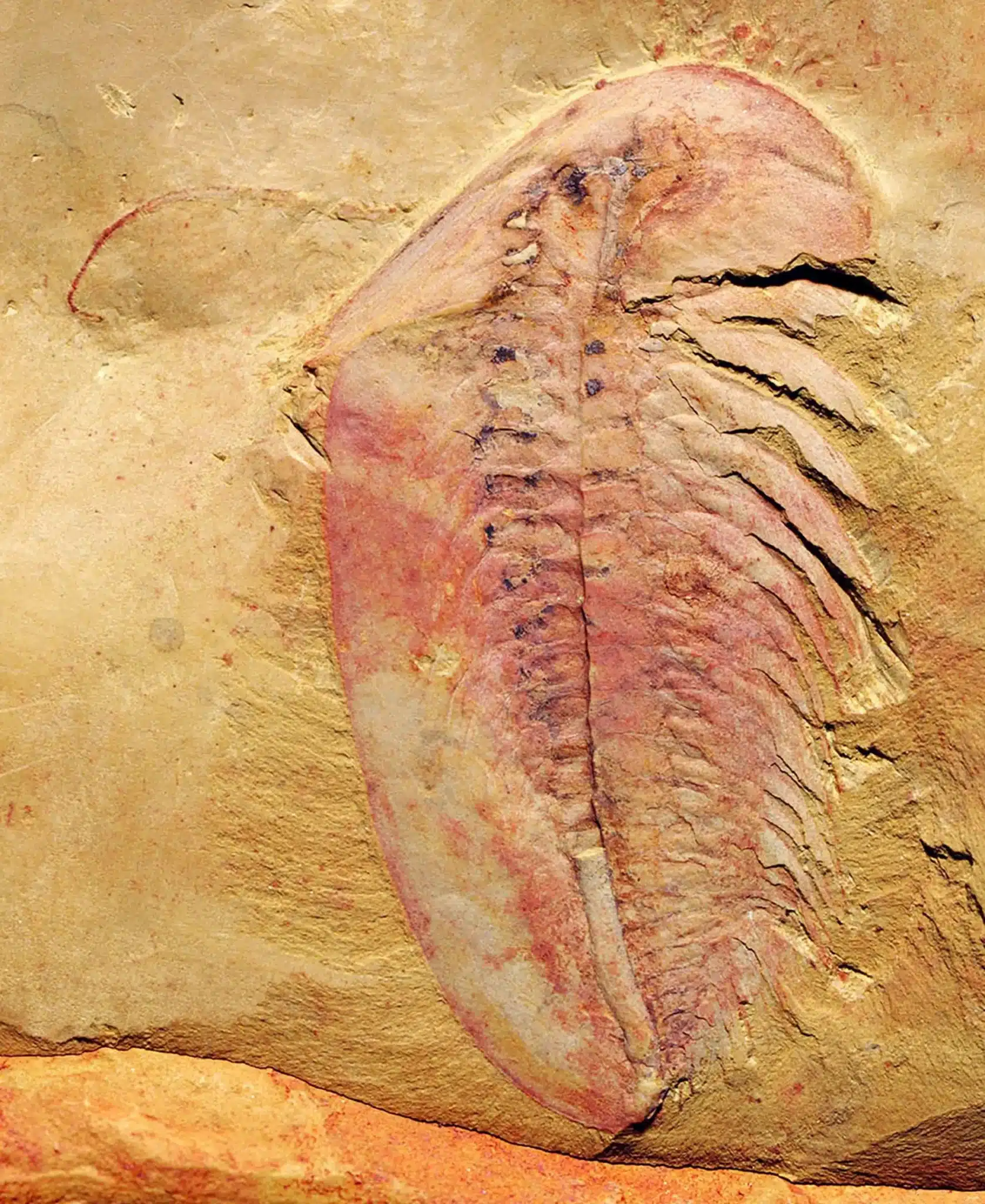 Место окаменелостей Чэнцзян